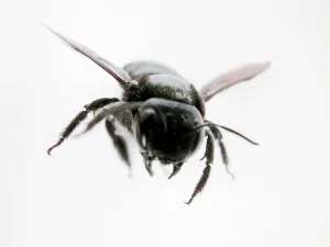 Pterygote Insect Portraits Imprime: Fly