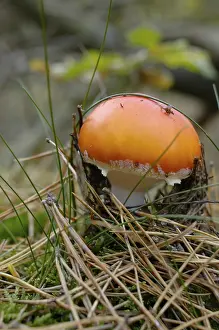Fly Agaric Imprime: Fly agaric