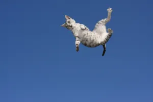 Imágenes Relacionadas Imprime: Gato en vuelo