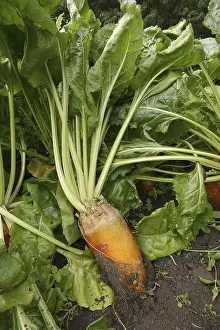 Beta Vulgaris Subsp Imprime: Fodder beet or beetroot (Beta vulgaris subsp)