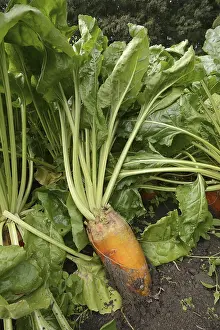 German Plants Imprime: Fodder beet or beetroot (Beta vulgaris subsp)