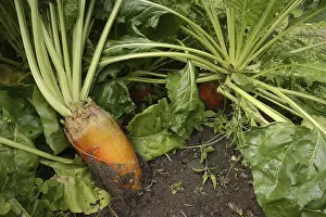 German Agricultural Crops Imprime: Fodder beet or beetroot (Beta vulgaris subsp)