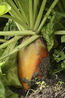 German Agricultural Crops Imprime: Fodder beet or beetroot (Beta vulgaris subsp)