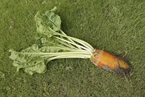 Beetroot Cultivation Imprime: Fodder beet or beetroot (Beta vulgaris subsp)
