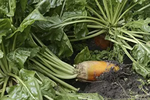 Caryophyllales Order Imprime: Fodder beet or beetroot (Beta vulgaris subsp)