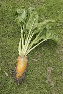 North Rhine Westphalia Plants Imprime: Fodder beet or beetroot (Beta vulgaris subsp)