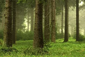 Mixed Forest Scenery Imprime: Forest