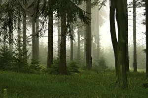 Forest Management Practices Imprime: Forest