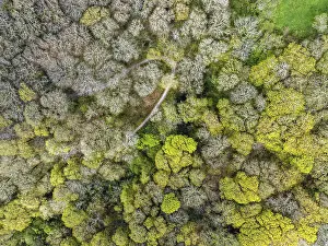 Drone Photography Devon England Imprime: Top Down over Forest from a drone