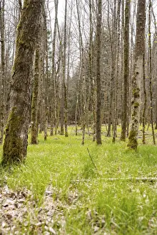 Empty Forest Road Germany Imprime: Forest with grass on Easter path