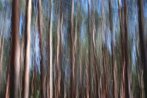 Blurred Forest Scenery Imprime: Forest, impression, alienation