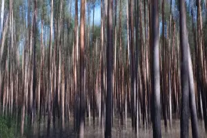 Long Exposure Nature Shots Imprime: Forest, impression, alienation