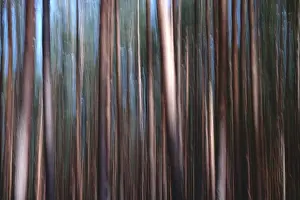 Long Exposure Nature Shots Imprime: Forest, impression, alienation