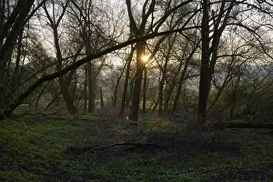 Southern Germany Forest Scenery Imprime: Forest landscape at sunset, diffuse light through bare branches