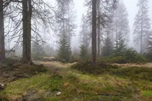 Nature Conservation Area Europe Imprime: Forest at the Oderteich in the Nebel