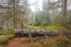 Protected Area In Europe Imprime: Forest at the Oderteich in the Nebel