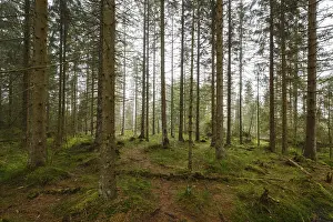 Protected Area Germany Imprime: Forest at the Oderteich, Nebel
