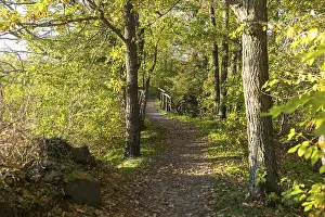Deserted Forest Track Germany Imprime: Forest path in the evening light