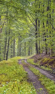 Forest Path Germany Imprime: Forest path in the forest, Thuringia, Germany