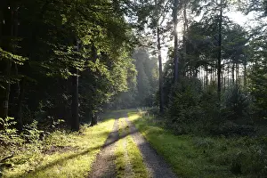 Uninhabited Forest Trail Imprime: Forest path, sun, forest, path