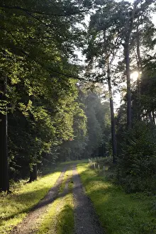 Backlight Nature Photography Imprime: Forest path, sun, forest, path