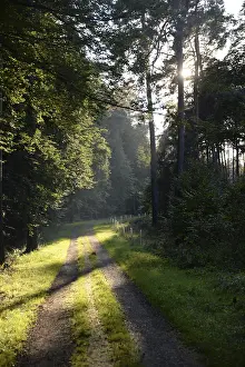Deserted Forest Road Imprime: Forest path, sun, forest, path