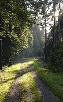 Deserted Forest Road Imprime: Forest path, sun, forest, path