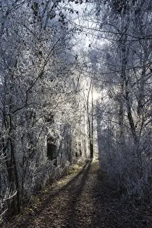 Desolate Winter Landscape Imprime: Forest path in winter