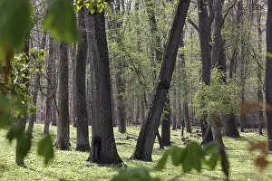 Natural Environment Photography Imprime: Forest in spring