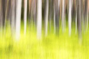 Deserted Spring Scene Imprime: Forest in spring, modified