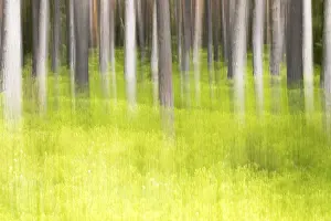 Deserted Spring Scene Imprime: Forest in spring, modified