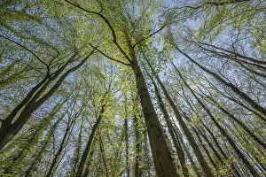 Spring Forest Landscape Imprime: Forest in springtime