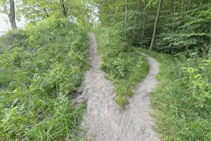 Deserted Forest Track Imprime: Forked forest path, Langenberg