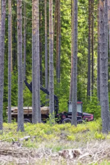 Italian Stone Pine Forest Imprime: Forwarder logging machine with a crane operating in a dense pine forest