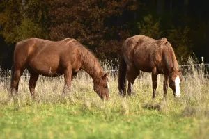 American Quarter Horse Breed Imprime: Two fox colored (Sorrell)