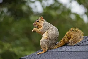 Ardilla Roja Imprime: Fox squirrel print