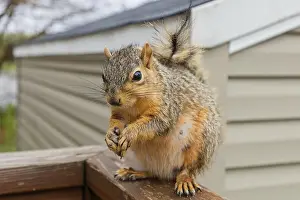 Ardilla Roja Imprime: Fox squirrel print