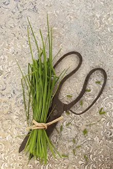 Fresh Herbs Imprime: Fresh chive and scissors from above