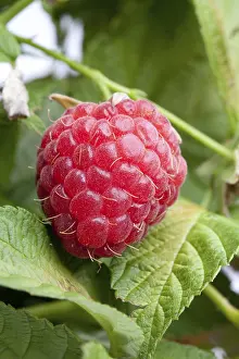 Close Up Detail Imprime: Fresh raspberry