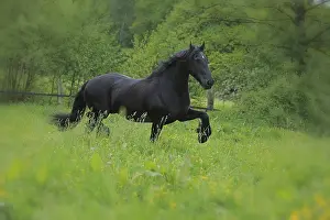 Warmblood Breed Imprime: Friese, ongoing