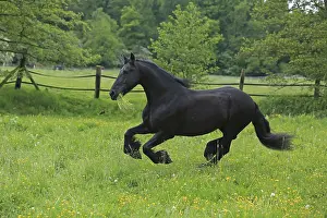 Frisian Horse Breed Imprime: Friese, ongoing