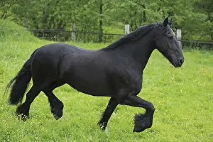 Frisian Horse Breed Imprime: Friese, ongoing