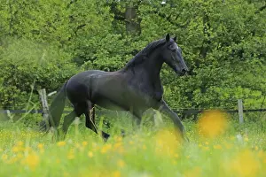 Warmblood Breed Imprime: Friese, ongoing