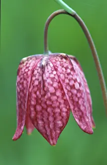 Checkerboard Flower Imprime: Fritillary