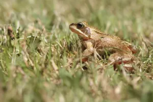 True Frog Habitat Imprime: Frog in the Grass