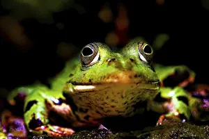 Green Frog Imprime: A frog looking into the camera