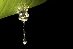 Leaf Detail Imprime: Frog spawn dropping from a leaf