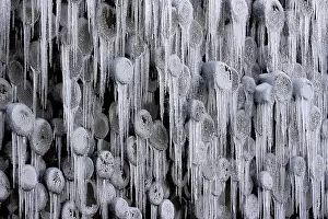 Icicle Close Up Imprime: Frozen stack of logs, icicles