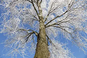 Deserted Winter Landscape Imprime: Frozen tree