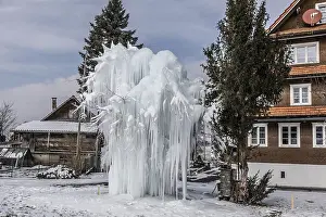 Lucerna Imprime: Árbol congelado con largas gotas de hielo, Malters.
